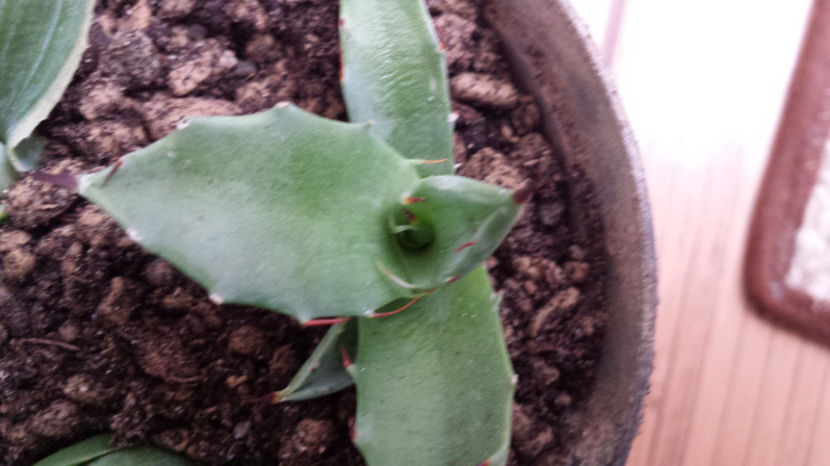 tmp_1834-20170519_172352-2110779524 - Agave Deserti