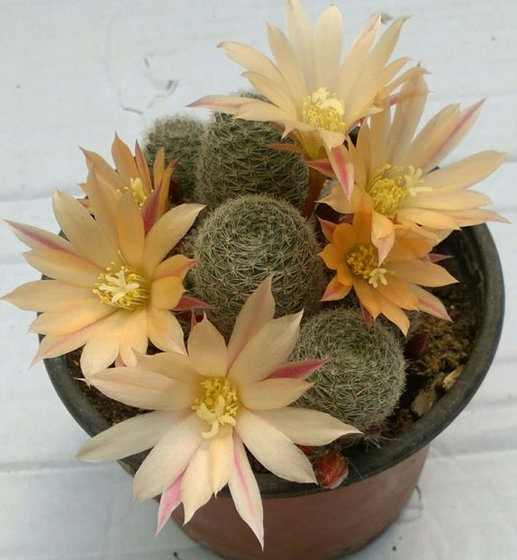 Aylostera heliosa - Cactus si suculente 2017