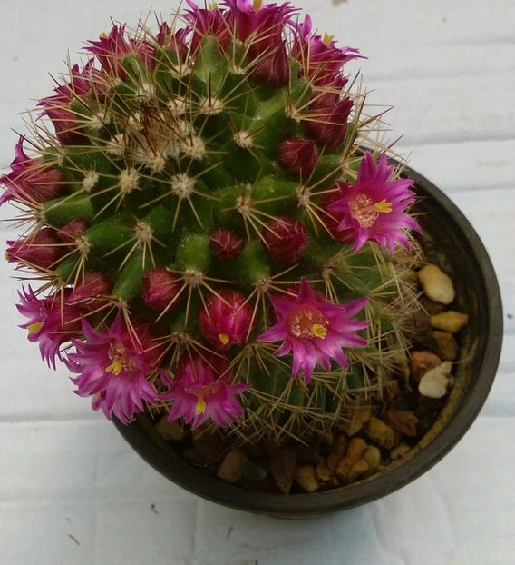 Mammillaria backebergiana - Cactus si suculente 2017