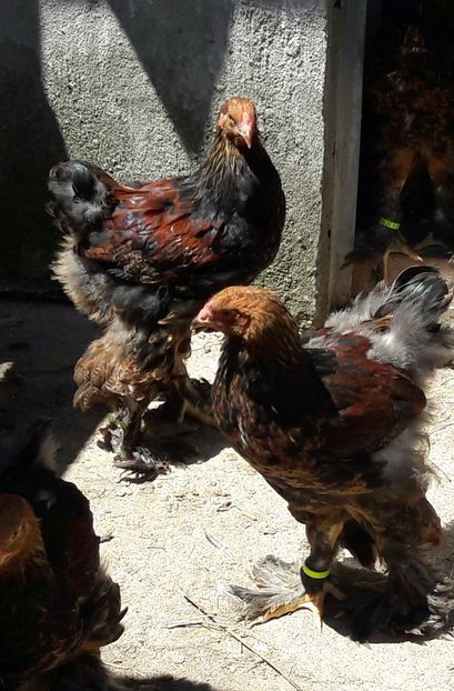  - a__Pui si tineret brahma 2017