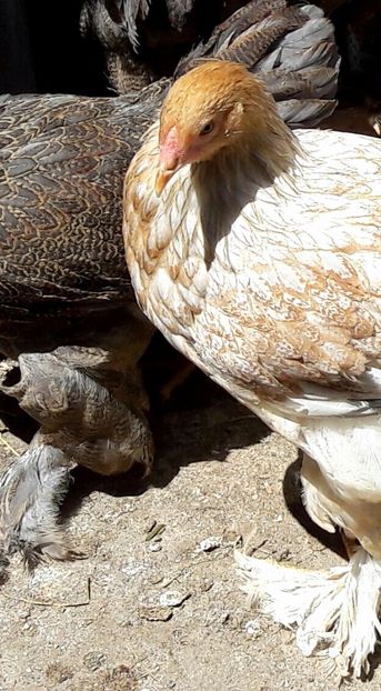  - a__Pui si tineret brahma 2017