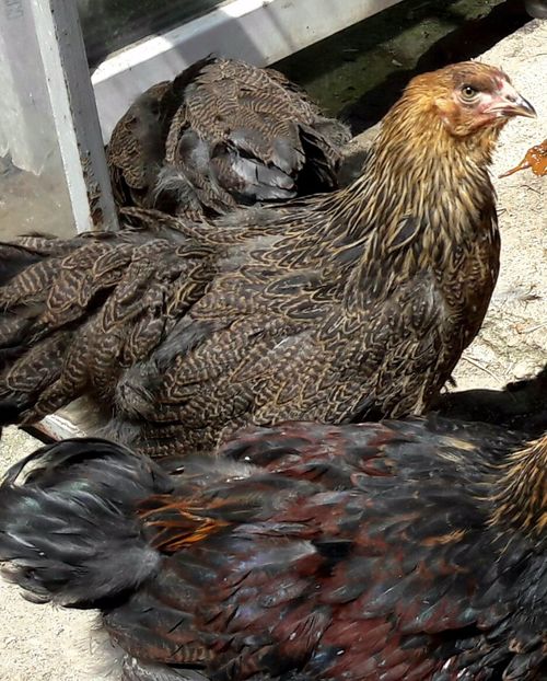  - a__Pui si tineret brahma 2017