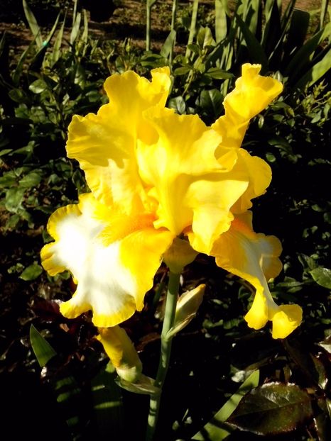 FRIGE OF GOLD - IRISI