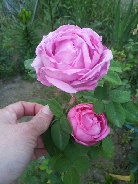  - Comtesse Cecile de Chabrillant