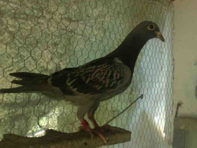 72 - X-Porumbei vinduti