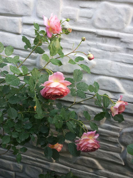  - Jubilee Celebration