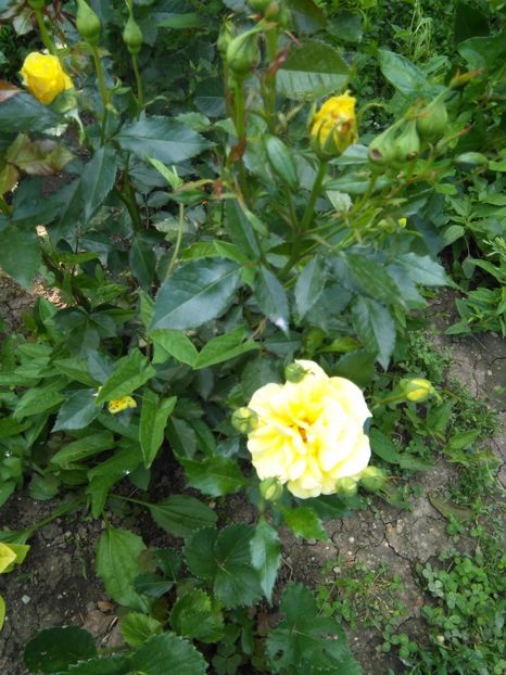 Friesia - Gradina 2017