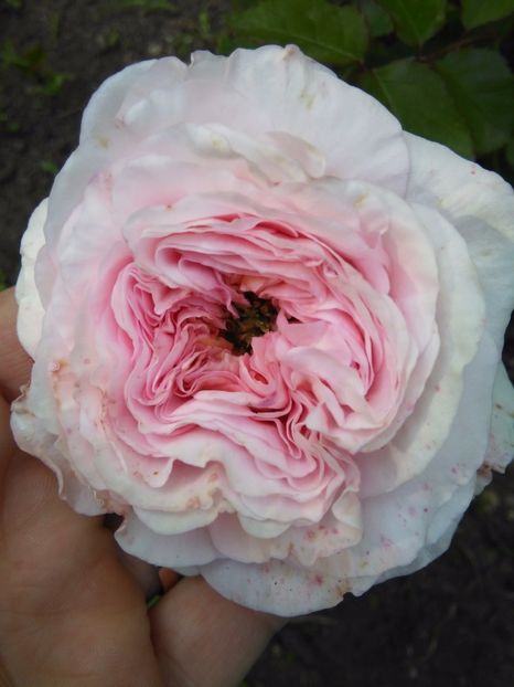 Abraham Darby - Gradina 2017