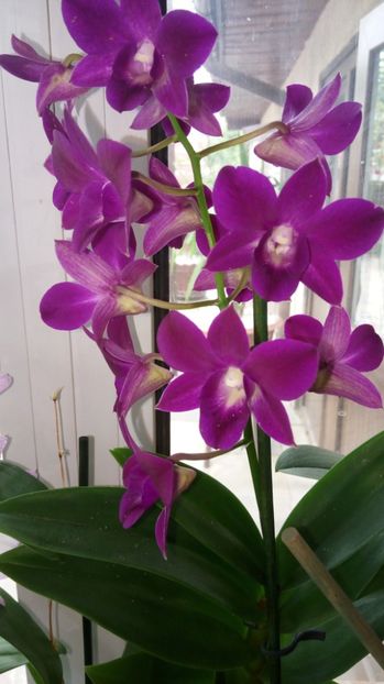  - x Orhidee