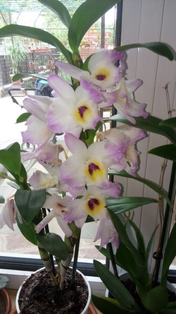  - x Orhidee