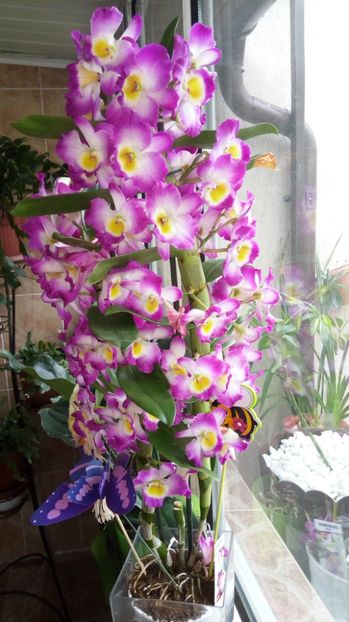  - x Orhidee
