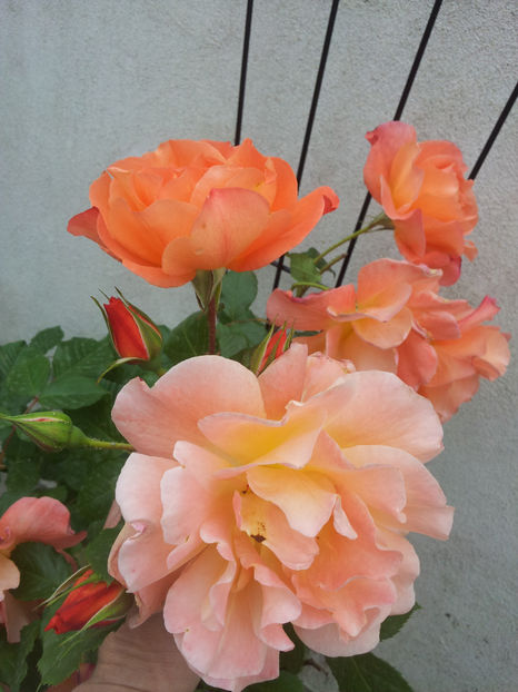  - Westerland 2