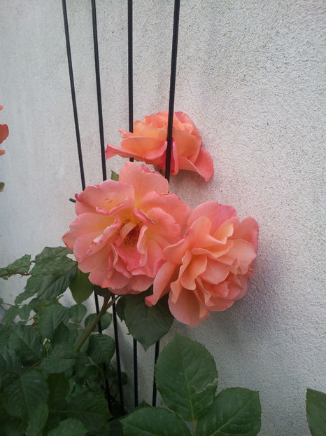  - Westerland 2