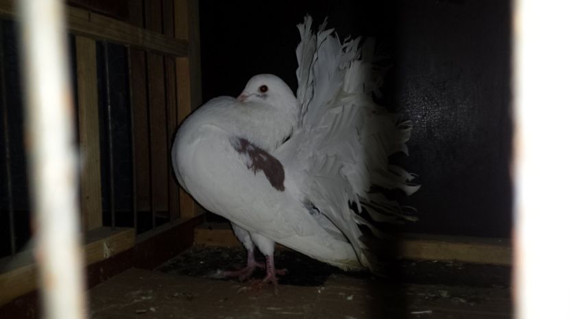  - De vanzare VOLTATI