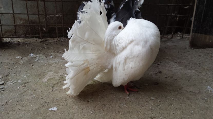  - De vanzare VOLTATI