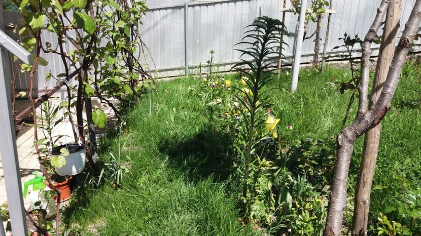  - 000000000000001   GRADINA MEA