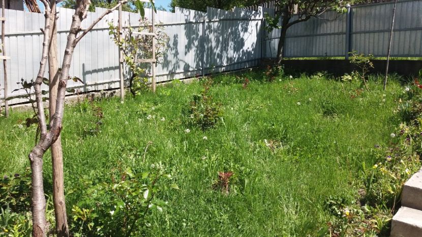  - 000000000000001   GRADINA MEA