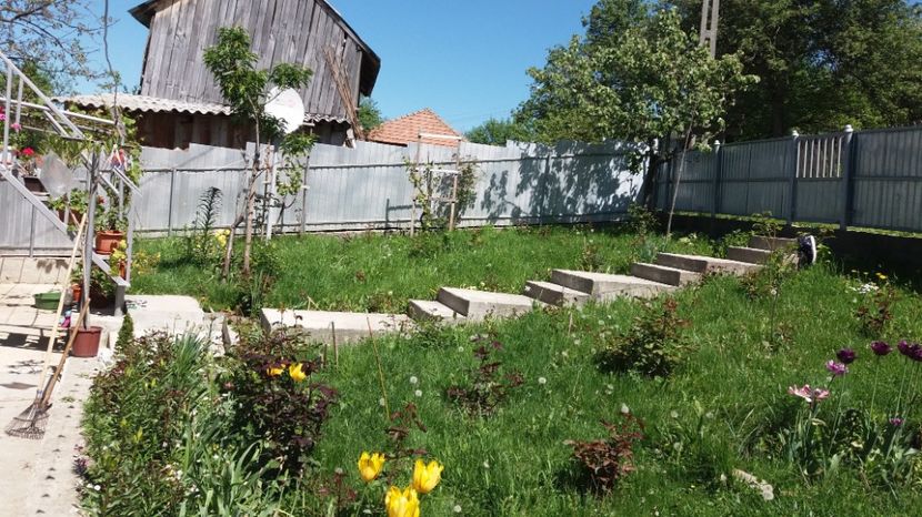 19 mai 2017 - 000000000000001   GRADINA MEA