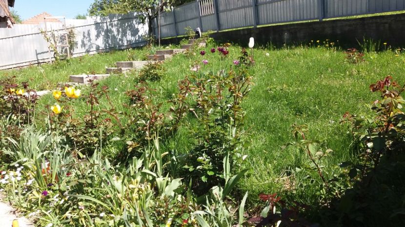  - 000000000000001   GRADINA MEA