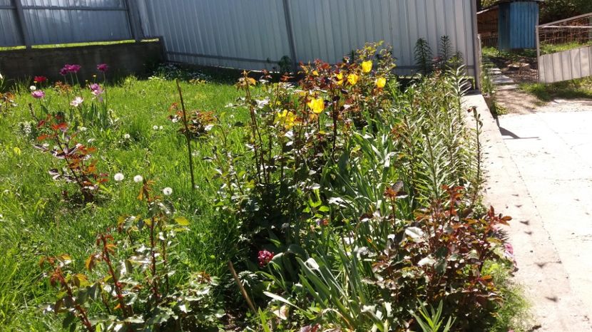 Inca mai am lalele frumoase - 000000000000001   GRADINA MEA