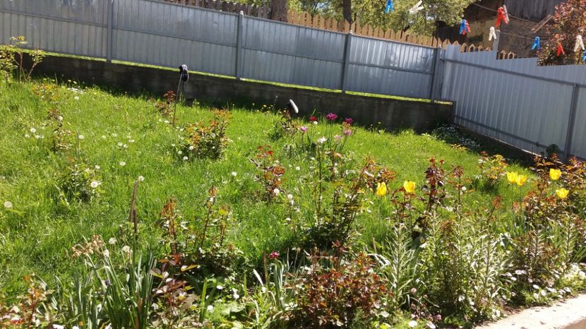  - 000000000000001   GRADINA MEA