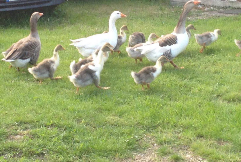  - a-Boboci de Gâscă 2017