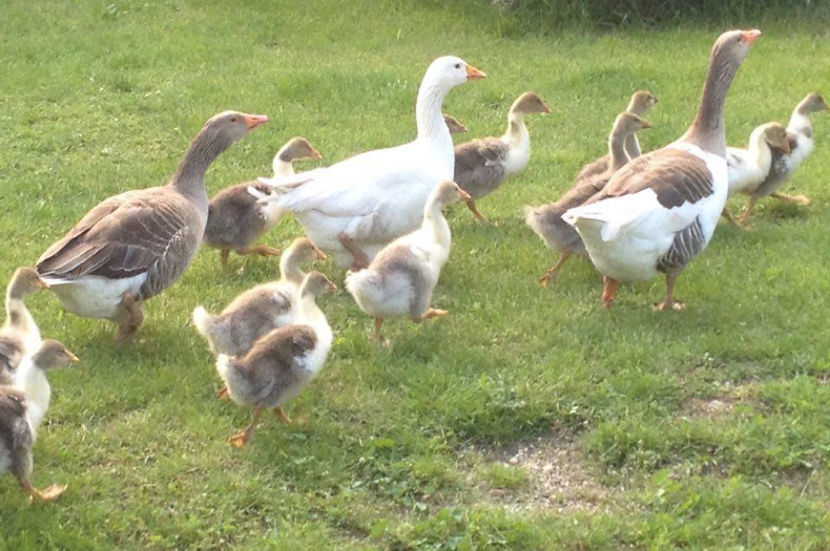  - a-Boboci de Gâscă 2017