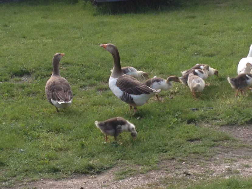  - a-Boboci de Gâscă 2017