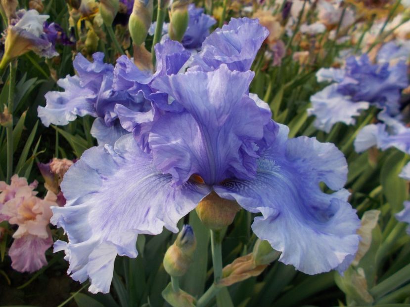  - Irisi-2017 Barbata Elatior si Intermedia