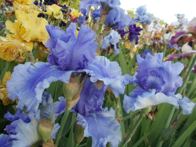  - Irisi-2017 Barbata Elatior si Intermedia