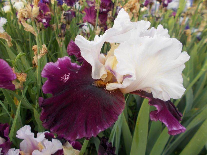  - Irisi-2017 Barbata Elatior si Intermedia