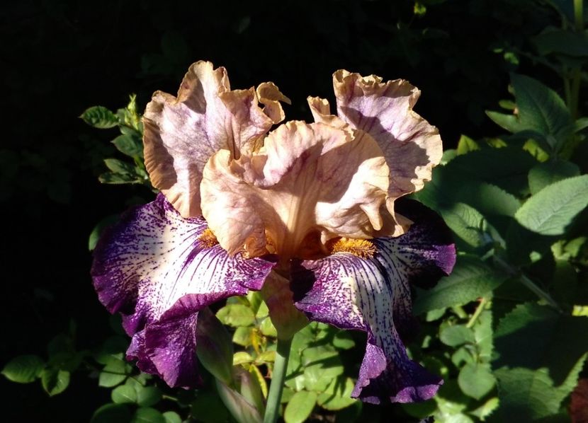 16 mai, Morning Moon - 2017 irisi