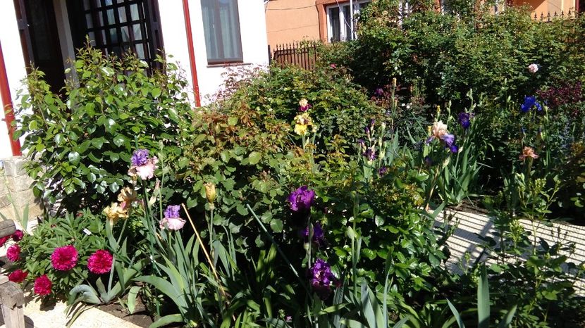 16 mai - 2017 irisi