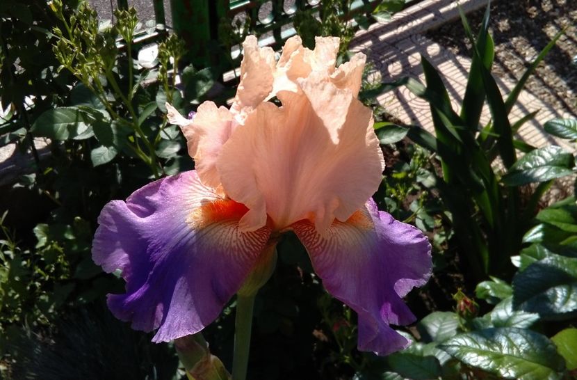 Poem of Extasy - 2017 irisi