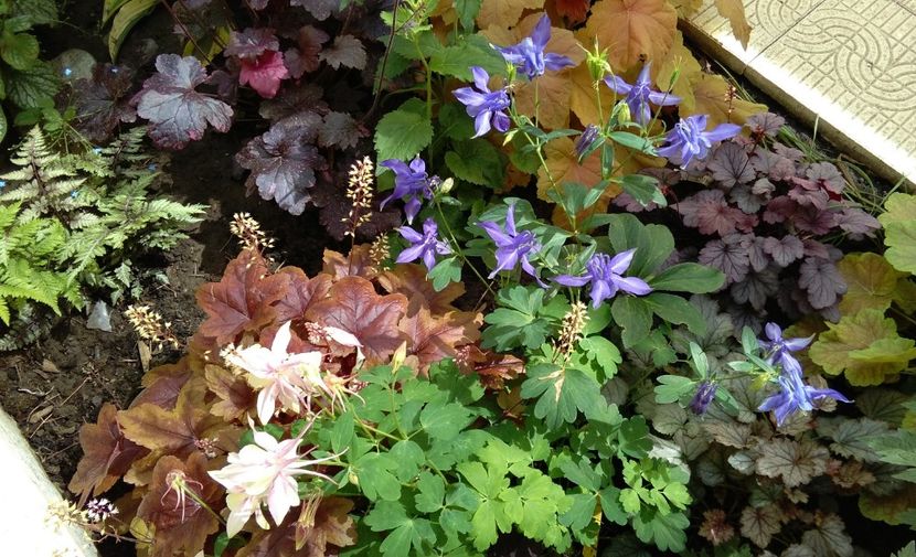  - 2017 heuchera heucherella brunnera