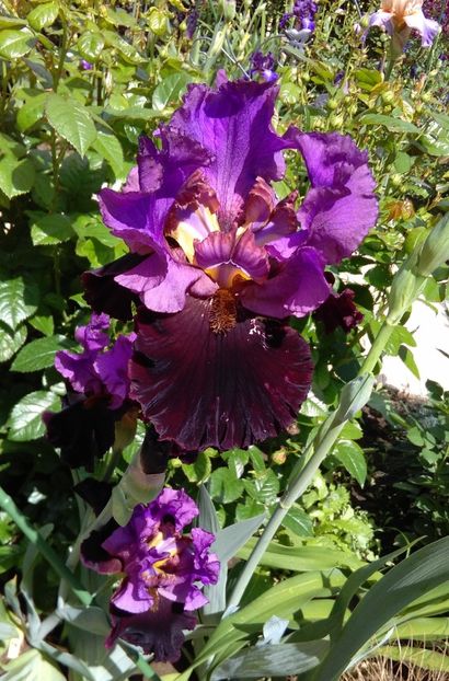 Im Back - 2017 irisi