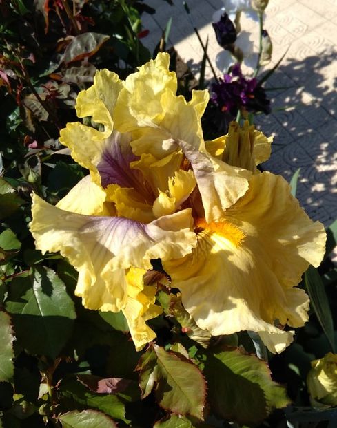 Secret Rites - 2017 irisi