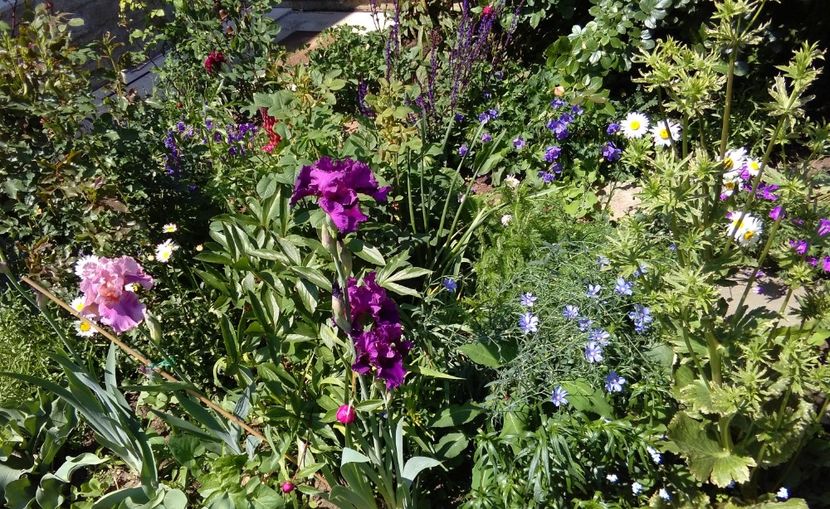 Who's a toff+ Okapi poppy - 2017 irisi