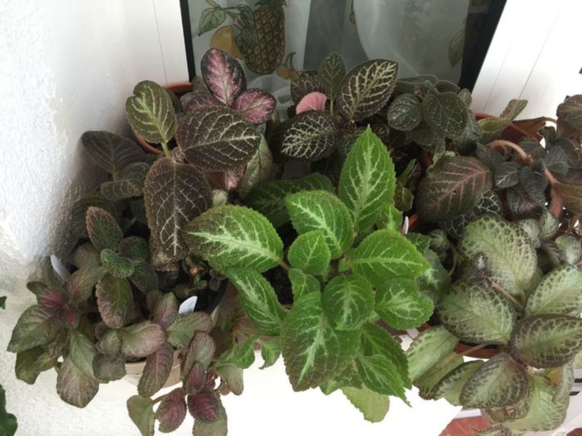 grup episcia - Episcia