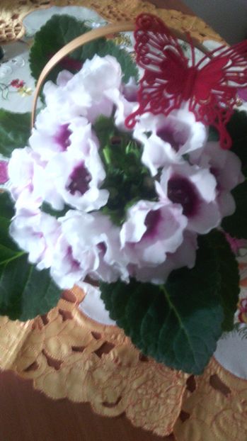 Pink Picoote - 1GLOXINIA- 2017