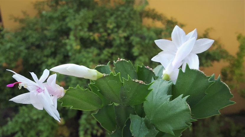  - x Alte plante cu flori