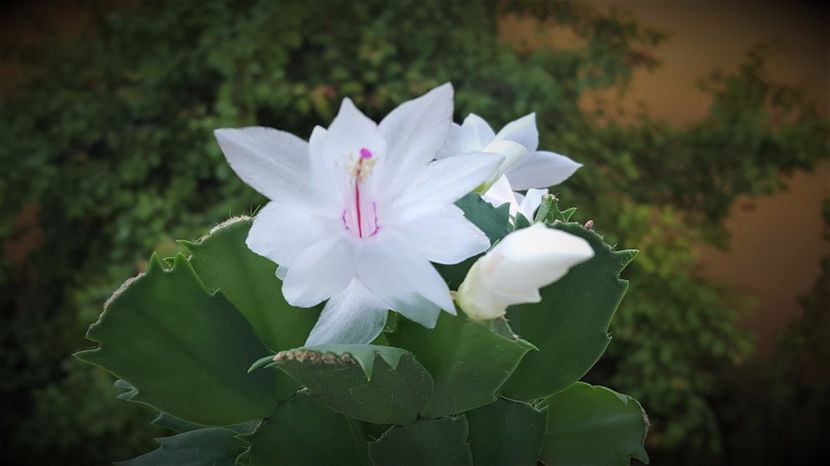  - x Alte plante cu flori