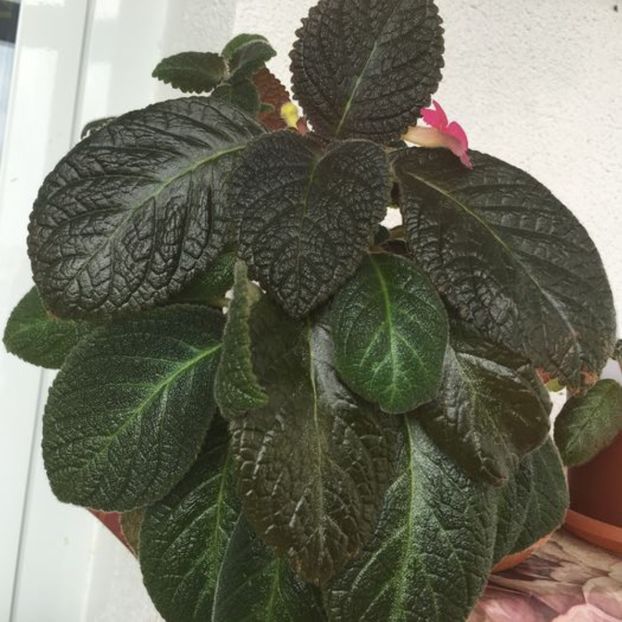 Pinkiscia - Episcia