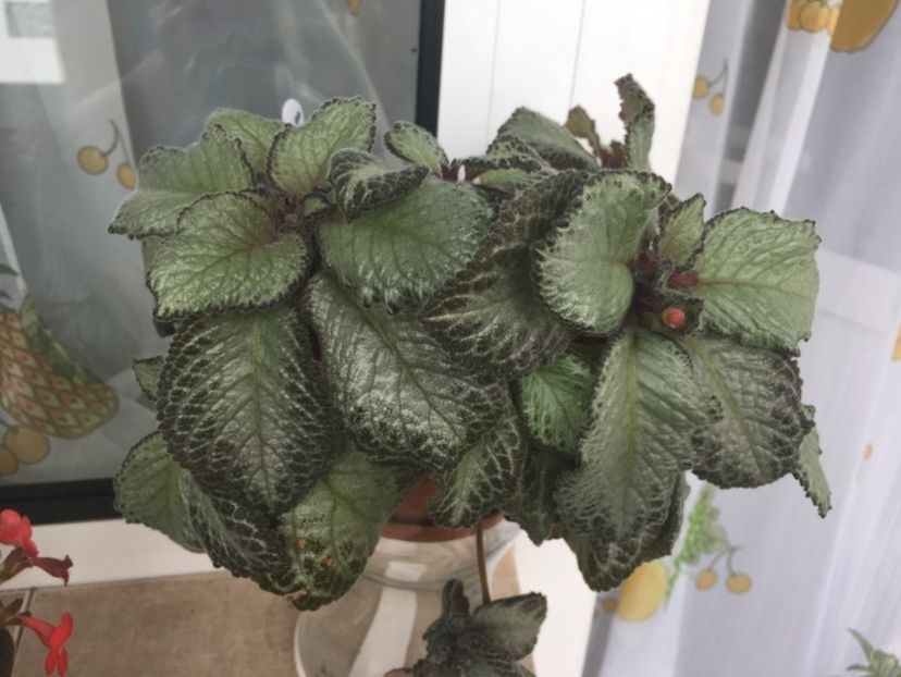 Silver Sheen - Episcia