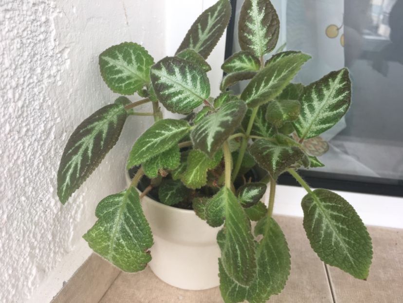 Faded Jade - Episcia