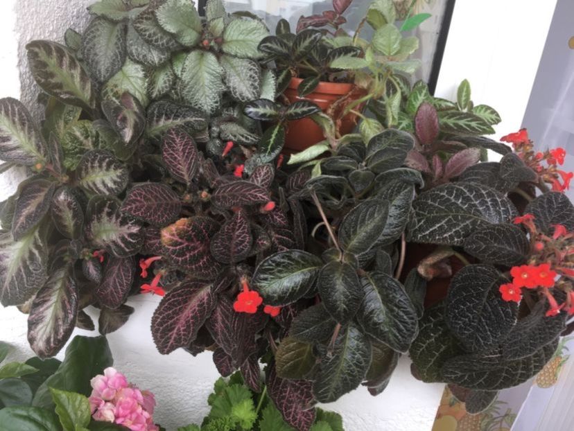 grup episcia - Episcia