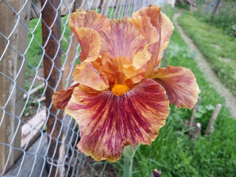  - Irisi 2015-2016-2017-2018