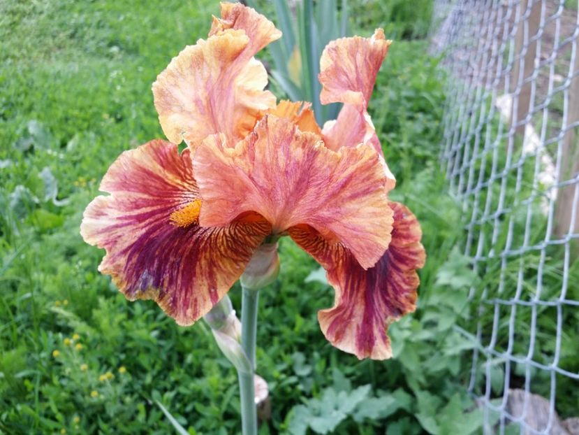  - Irisi 2015-2016-2017-2018