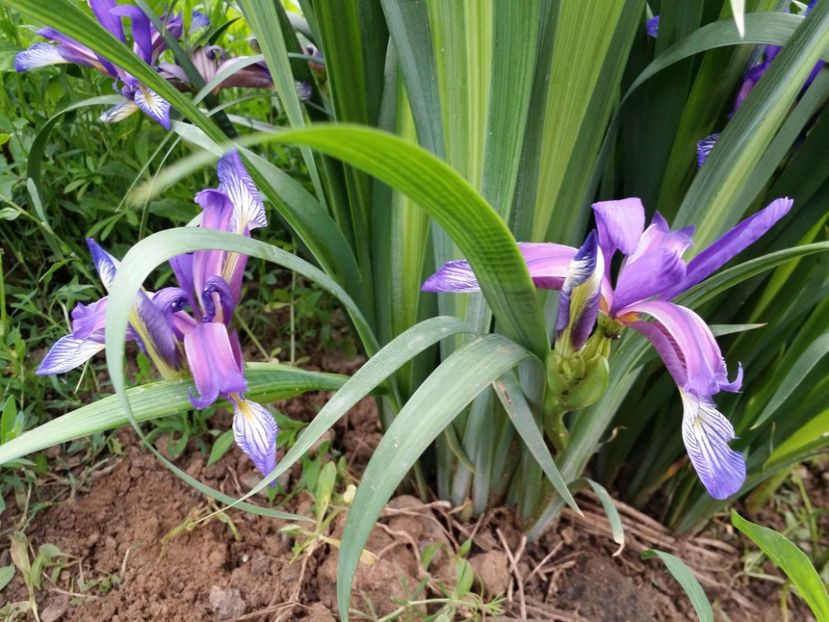  - Irisi 2015-2016-2017-2018