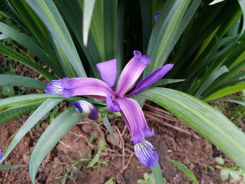  - Irisi 2015-2016-2017-2018